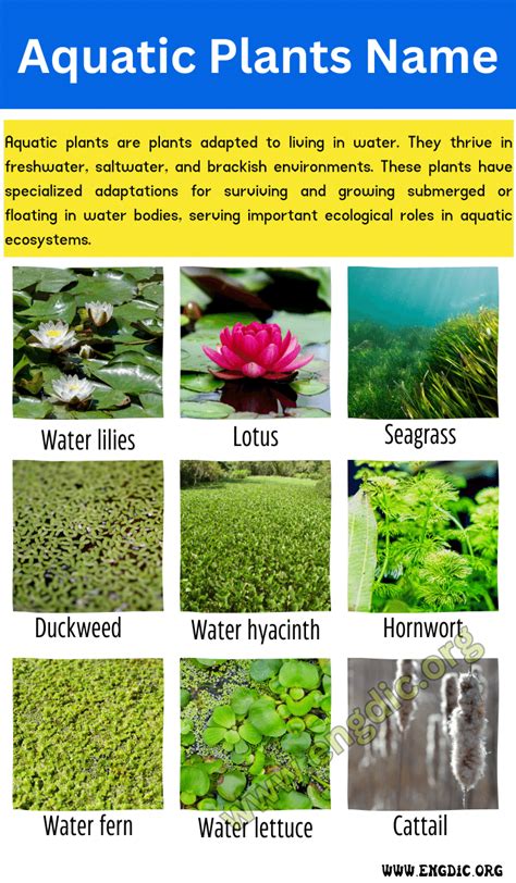 19 Examples of Aquatic Plants (Pictures) .